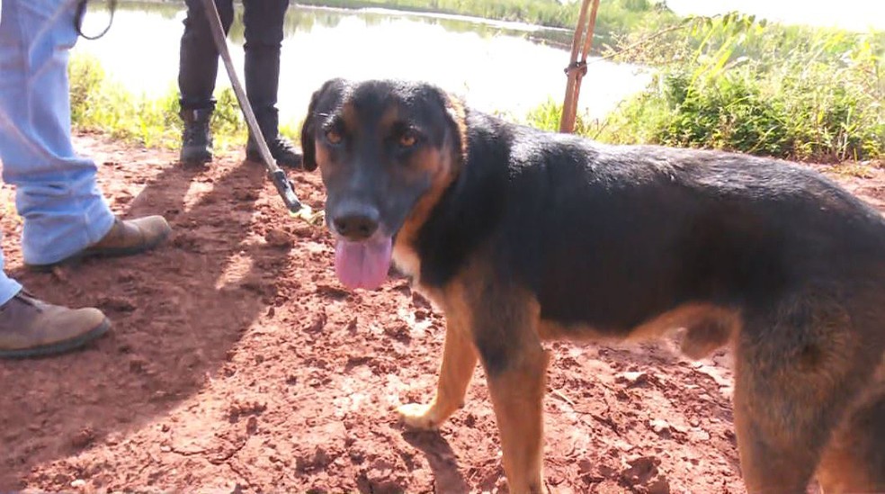 O cachorro Negão quase virou refeição de uma sucuri de quatro metros em Jaborandi, SP — Foto: Fabio Junior/EPTV