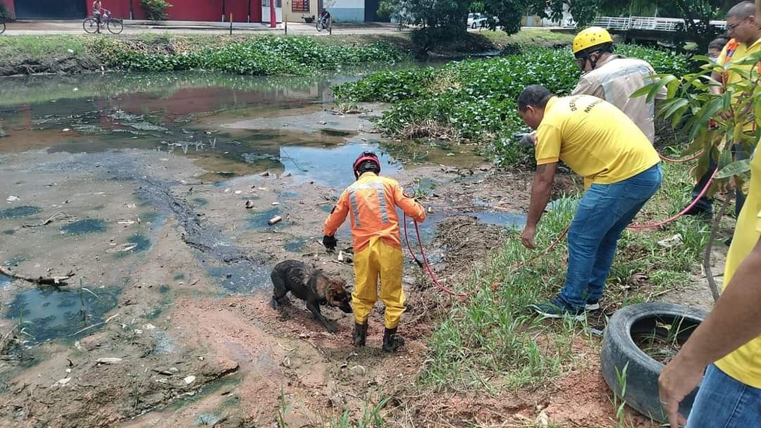 VÍDEO: cão foge de casa, fica atolado em canal e é resgatado em Macapá