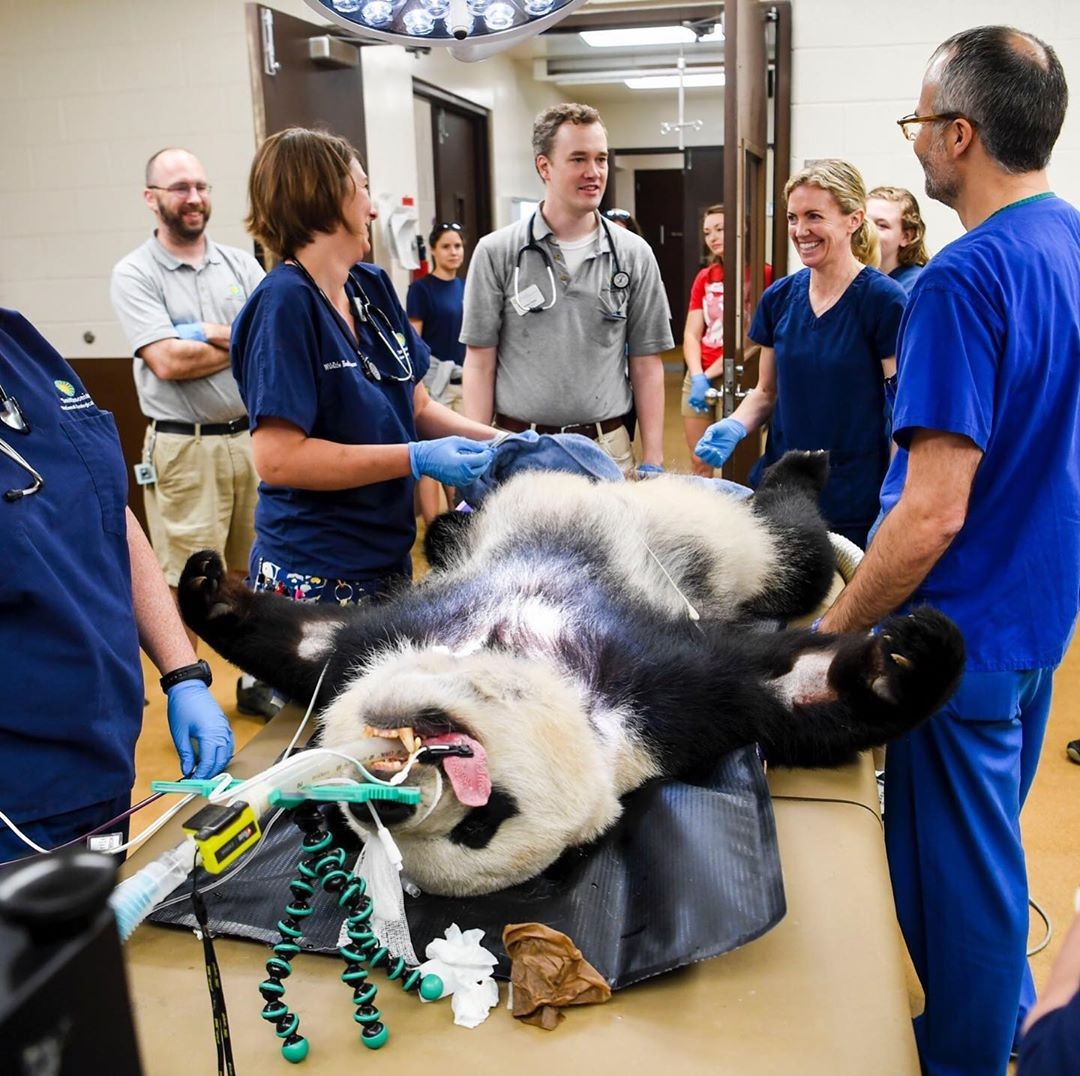 Panda viraliza nas redes sociais ao realizar endoscopia (Foto: Reprodução/Instagram)