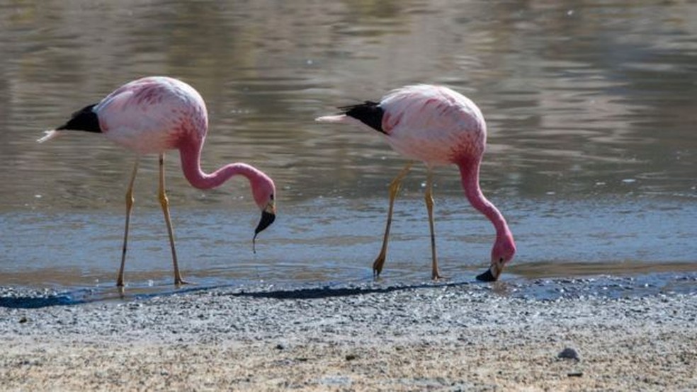 Dizem que os flamingos, que fazem ninho na região, são cada vez menos comuns no salar — Foto: Getty Images