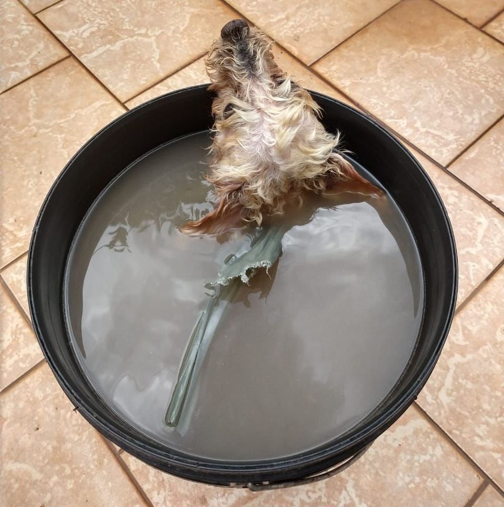 Cachorro foi colocado em balde com água fria antes de ser pendurado, em Apuravana — Foto: Guarda Municipal de Apucarana