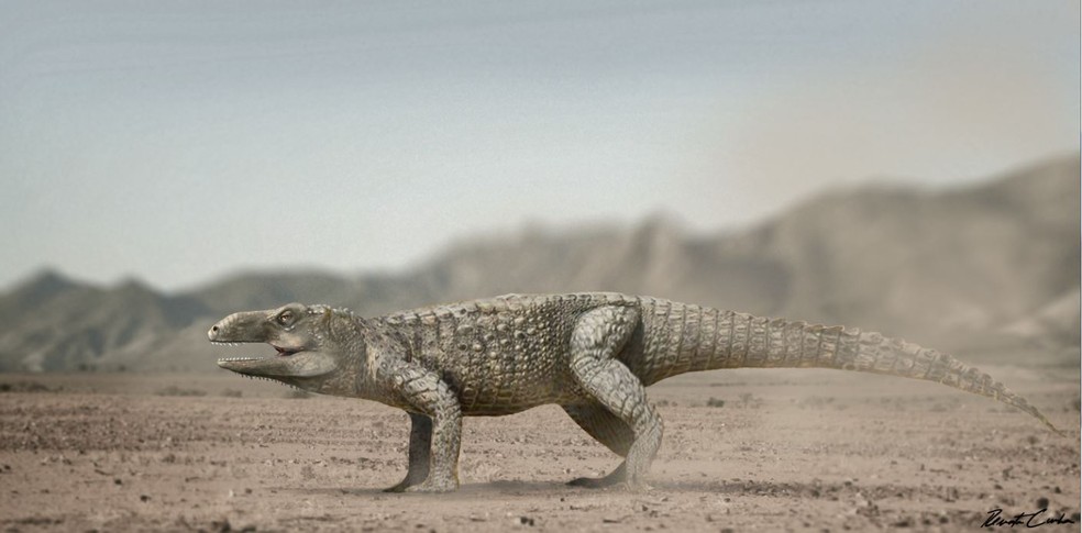 'Não tem relação com as aves nem com os dinossauros, mas está na linhagem que deu origem aos crocodilos', explica pesquisador — Foto: Divulgação