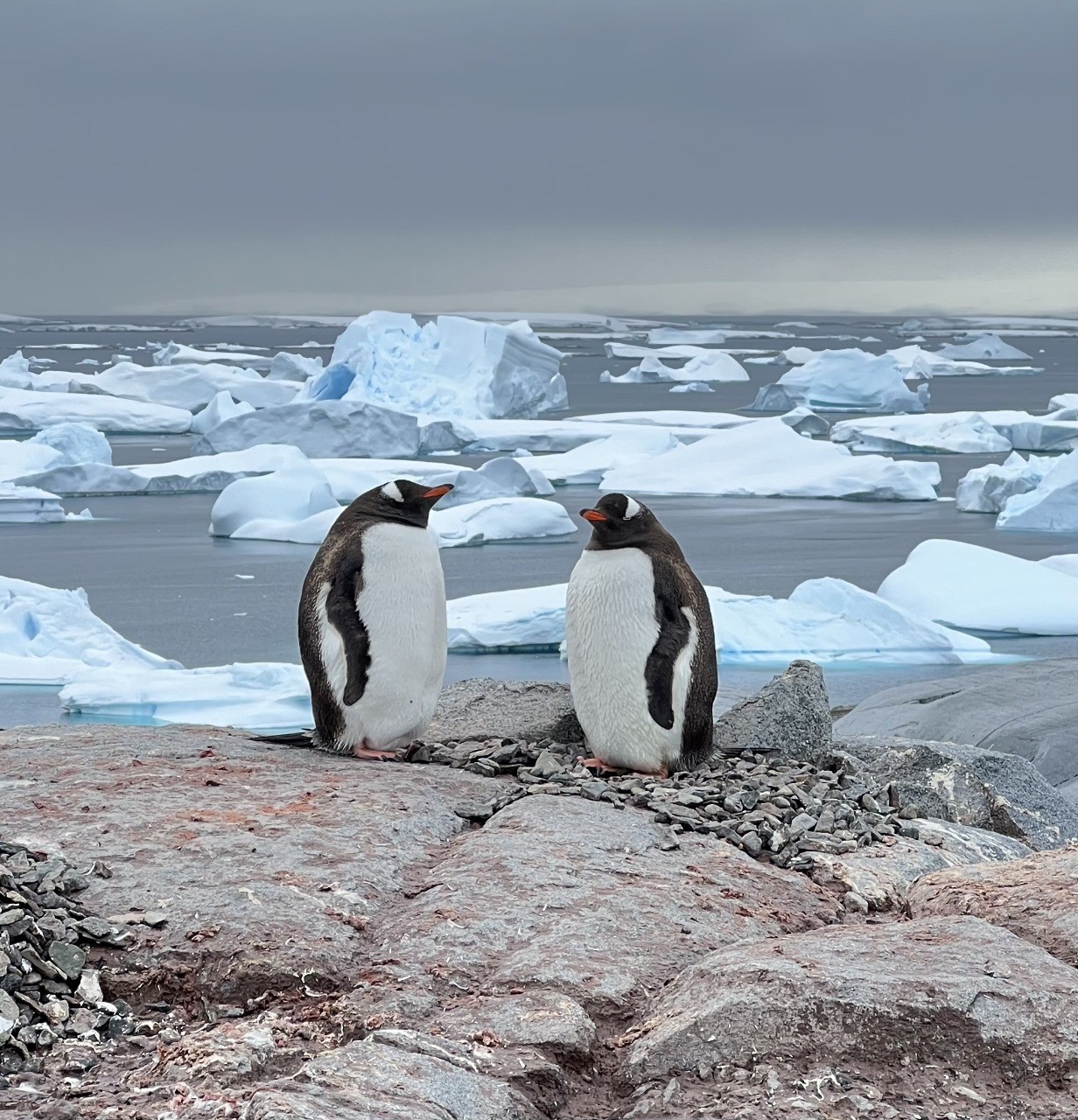 BFFs: os pinguins da Antártica gostam de se aproximar dos humanos (Foto: Divulgação)