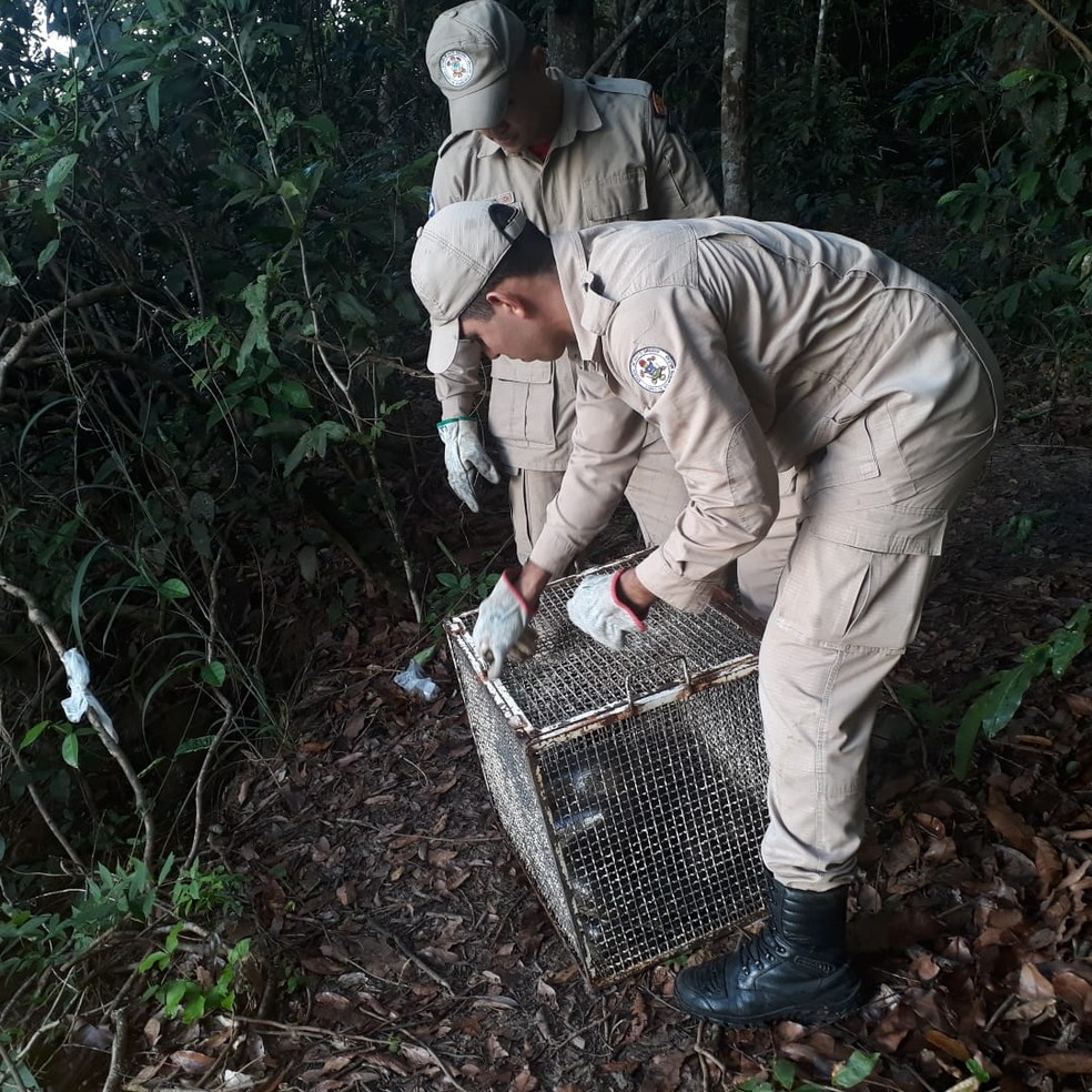 Cobra foi colocada em uma gaiola para ser devolvido ao habitat natural — Foto: Corpo de Bombeiros/Divulgação