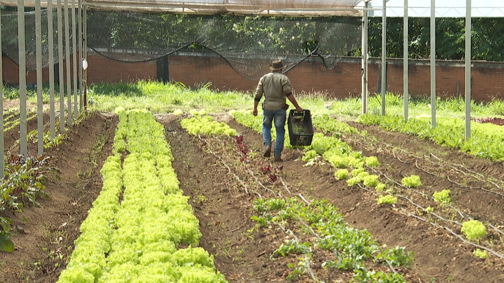 Pequenos produtores de hortalias vendem mais em meio  crise do coronavrus em Ribeiro Preto  Foto: EPTV/Reproduo