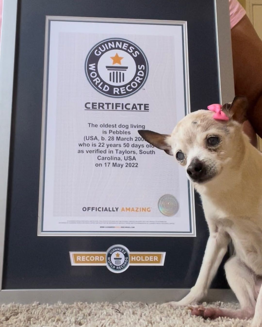 Cadela de 22 anos recebe título de animal de estimação vivo mais velha do mundo (Foto: reprodução/ Instagram)