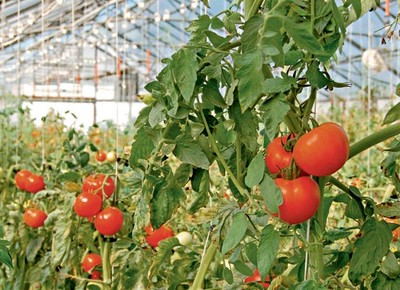como_plantar_tomates (Foto:  )