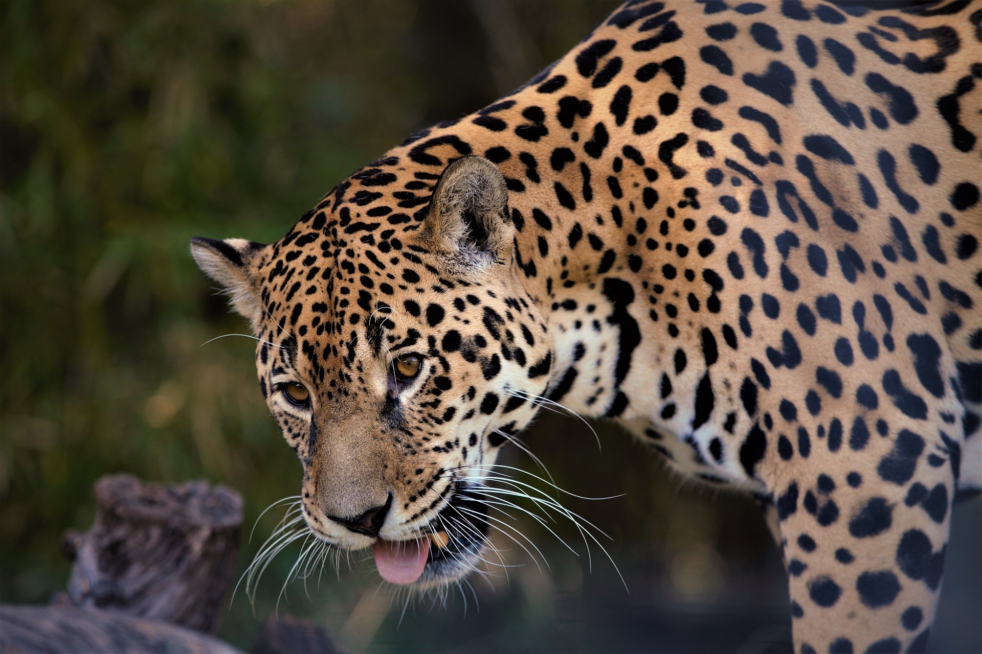 Mais de 26 mil espécies de animais correm risco de extinção (Foto: Nickbar/Pixabay)