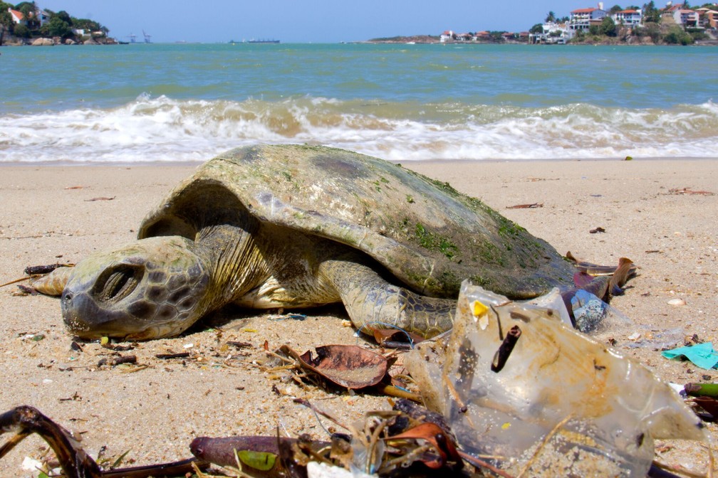 Tartaruga-verde morta em praia suja; calcula-se que prejuÃ­zo para o ecossistema marinho seja de US$ 8 bilhÃµes por ano â Foto: Robson Santos/Arquivo Pessoal