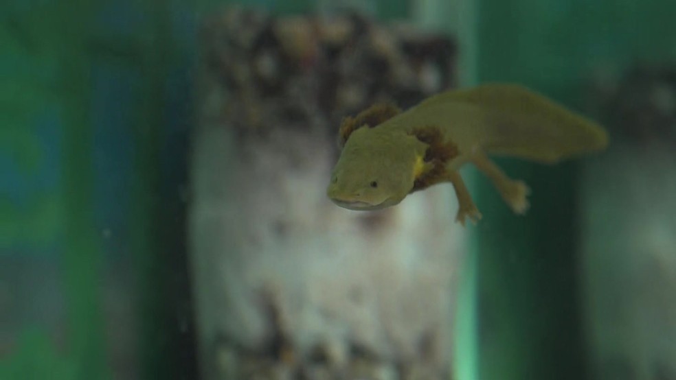 Axolote (Foto: Reprodução/BBC)
