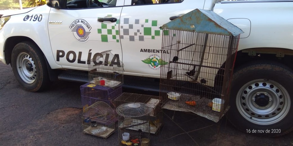 Aves silvestres foram resgatadas de cativeiro no Jardim Everest — Foto: Polícia Militar Ambiental 