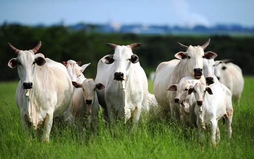 Pesquisa genômica da Embrapa pode aumentar produtividade do gado ...