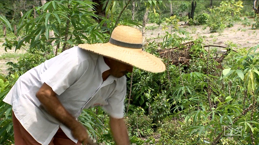 Projeto do Ministério do Meio Ambiente busca recuperar 