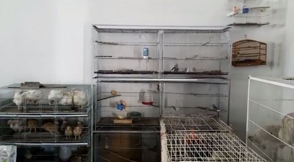 Aves presas em gaiolas amontoadas são encontradas em operação policial em Lages — Foto: Reprodução/Polícia Federal