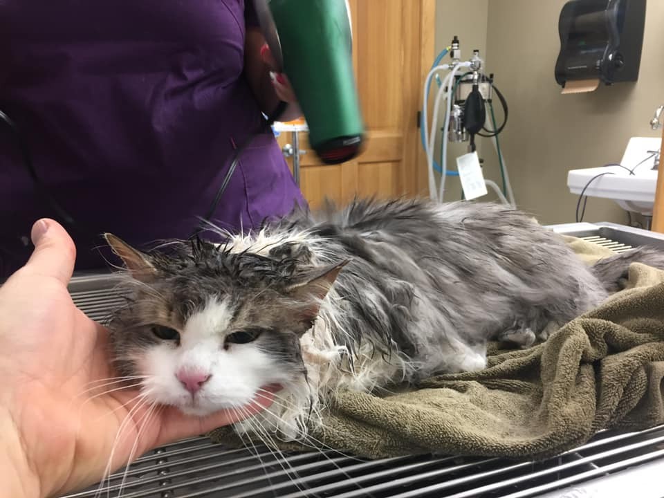 O gatinho foi salvo pelo trabalho dos veterinários (Foto: Divulgação)