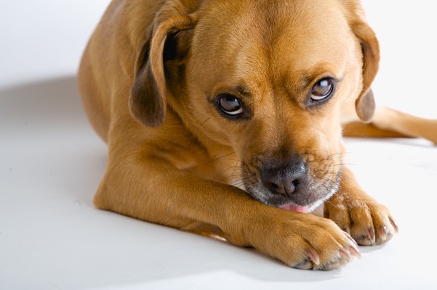 Puggle licking his paw. (Foto: Getty Images/iStockphoto)