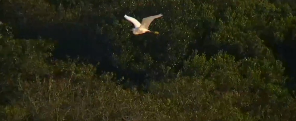 E não é só areia que existe no local, a fauna também se faz presente no cenário paradisíaco — Foto: André Dias/ Reprodução Inter TV