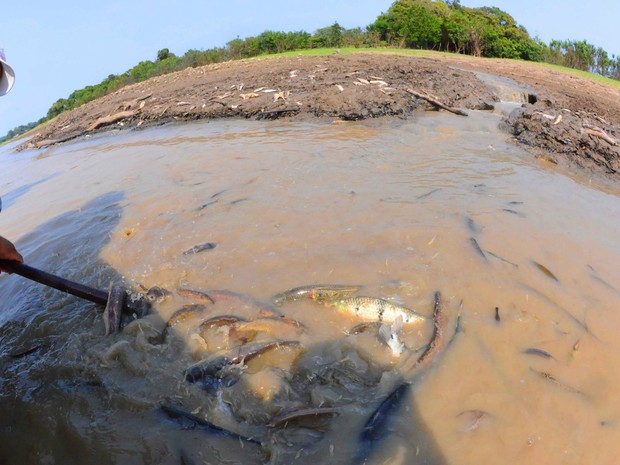 Pesca é a principal fonte de alimento e renda das famílias de Manaquiri (Foto: Chico Batata)