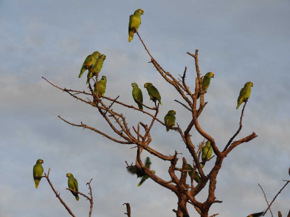 Papagaios-verdadeiros pousados em dormitório  — Foto: Dione Sales/Projeto Papagaio-Verdadeiro