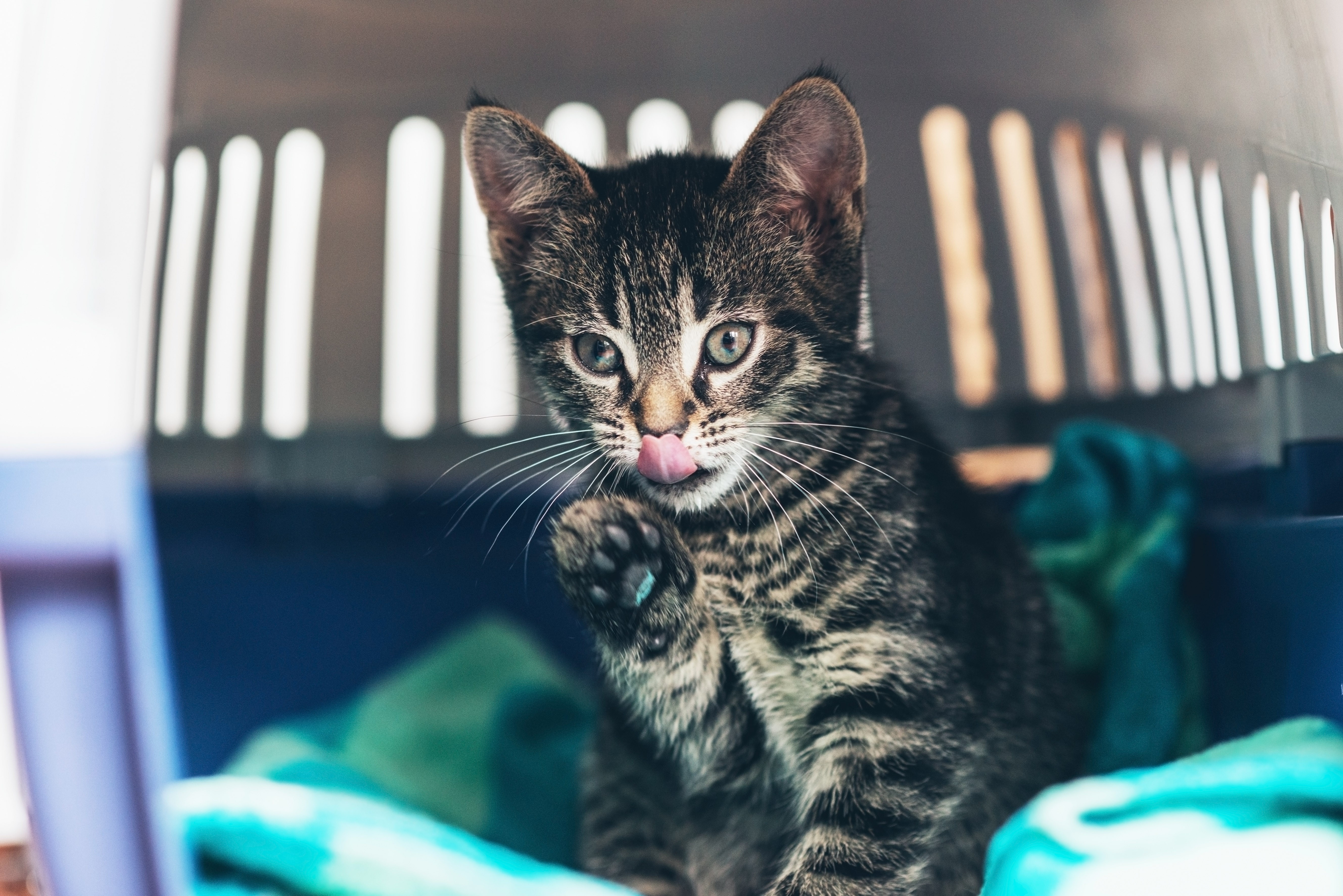 gato-pet-felino-caixainha-transporte (Foto: Getty Images )