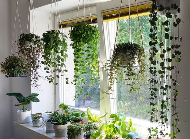 8 plantas que gostam de sombra e água fresca dentro de casa - Casa e Jardim  | Paisagismo