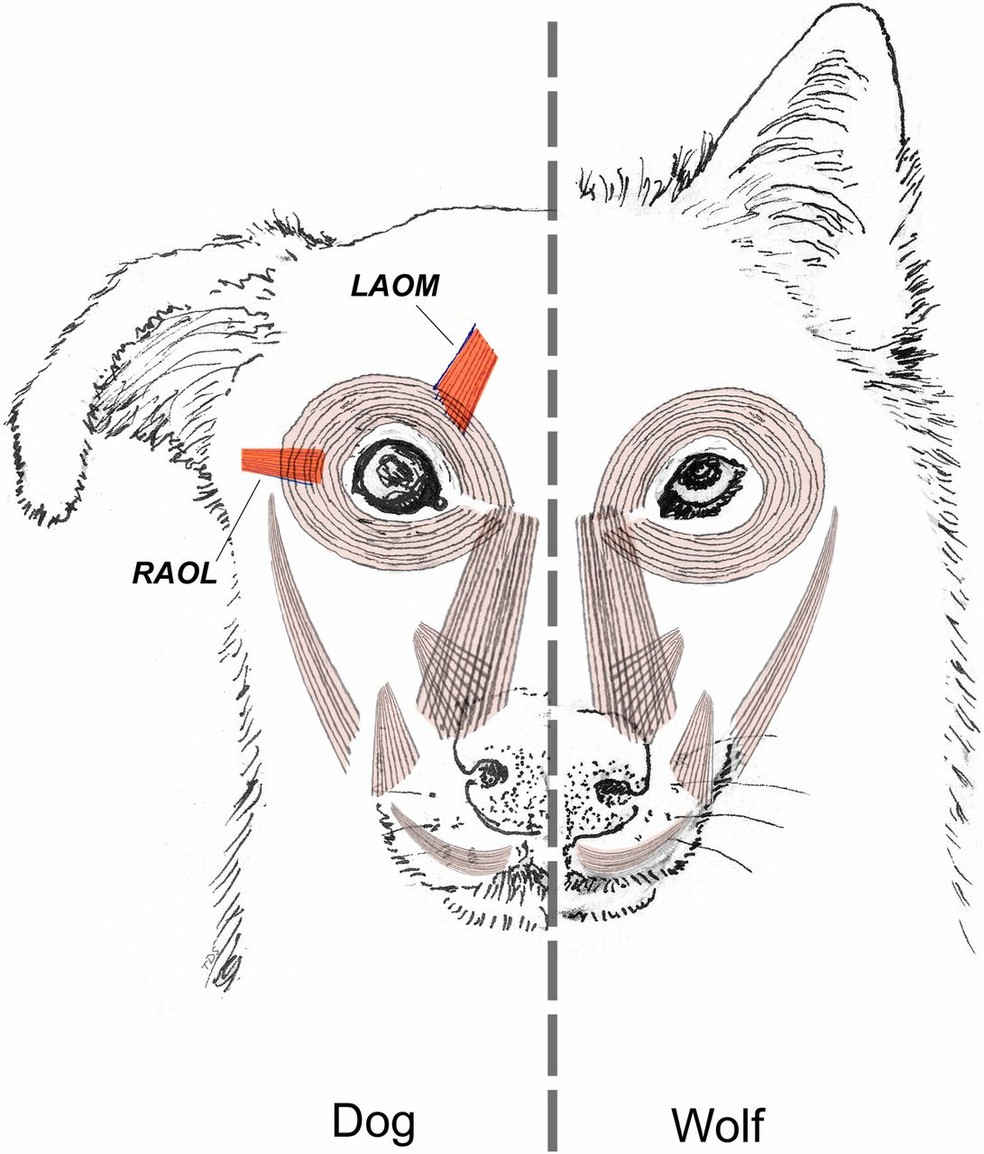 À esquerda, as áreas destacadas mostram os músculos dos olhos dos cachorros, capazes de deixar os olhos mais arredondados. À direita, o desenho representa os lobos, que não têm a mesma habilidade — Foto: Reprodução/PNAS