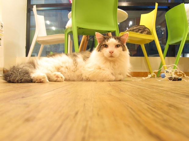 Tom´s Cat, café para gatos (e seus donos) em Seul, na Coreia (Foto: Daniela Braun/G1)