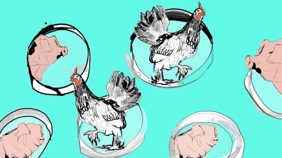 Diversos projetos buscam produzir proteína animal artificial em larga escala, mas produtos ainda não estão sendo comercializados — Foto: BBC