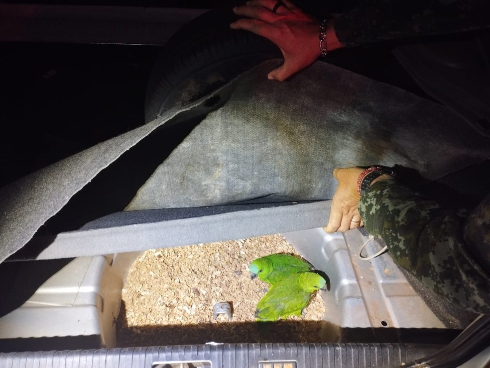 Idoso de 73 anos foi autuado em R$ 7 mil, em Dracena (SP) &mdash; Foto: Pol&iacute;cia Ambiental