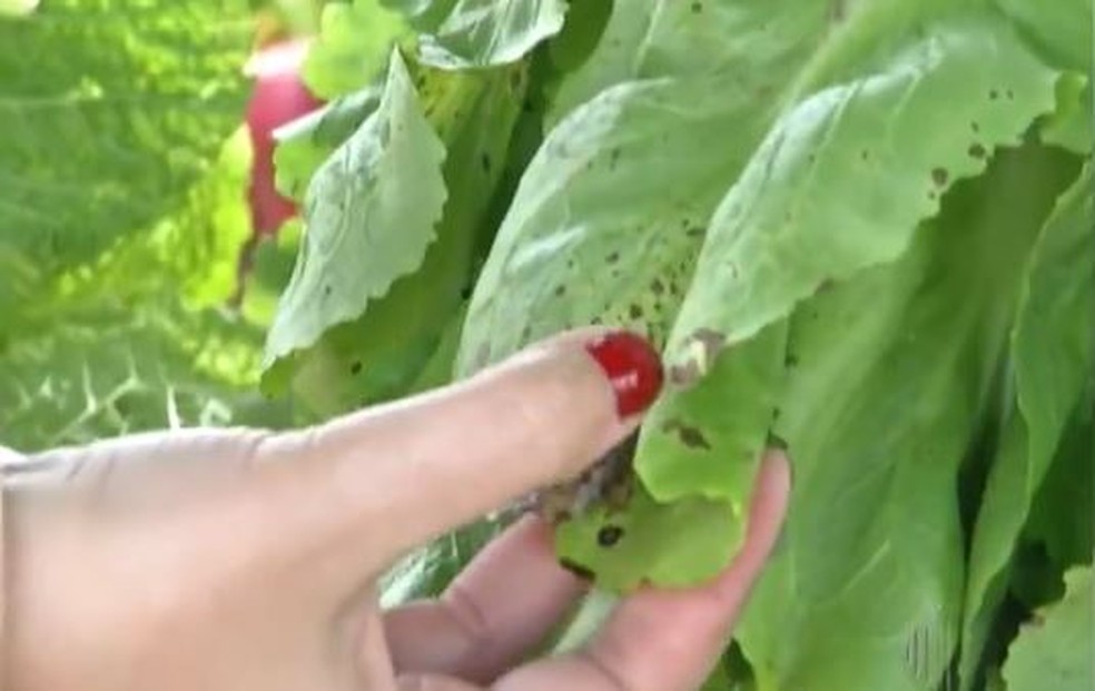 Geada queima planta e deixa manchas escuras â Foto: TV DiÃ¡rio