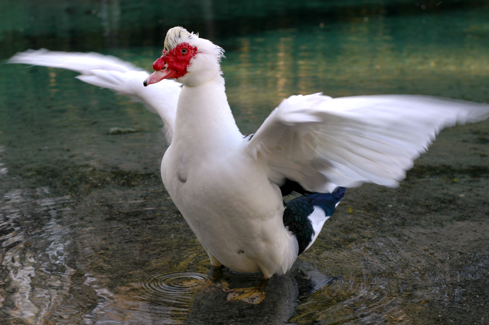 Pato da espécie Cairina moschata, cujos órgãos dão origem ao remédio Oscillococcinum (Foto: Wikimedia Commons)