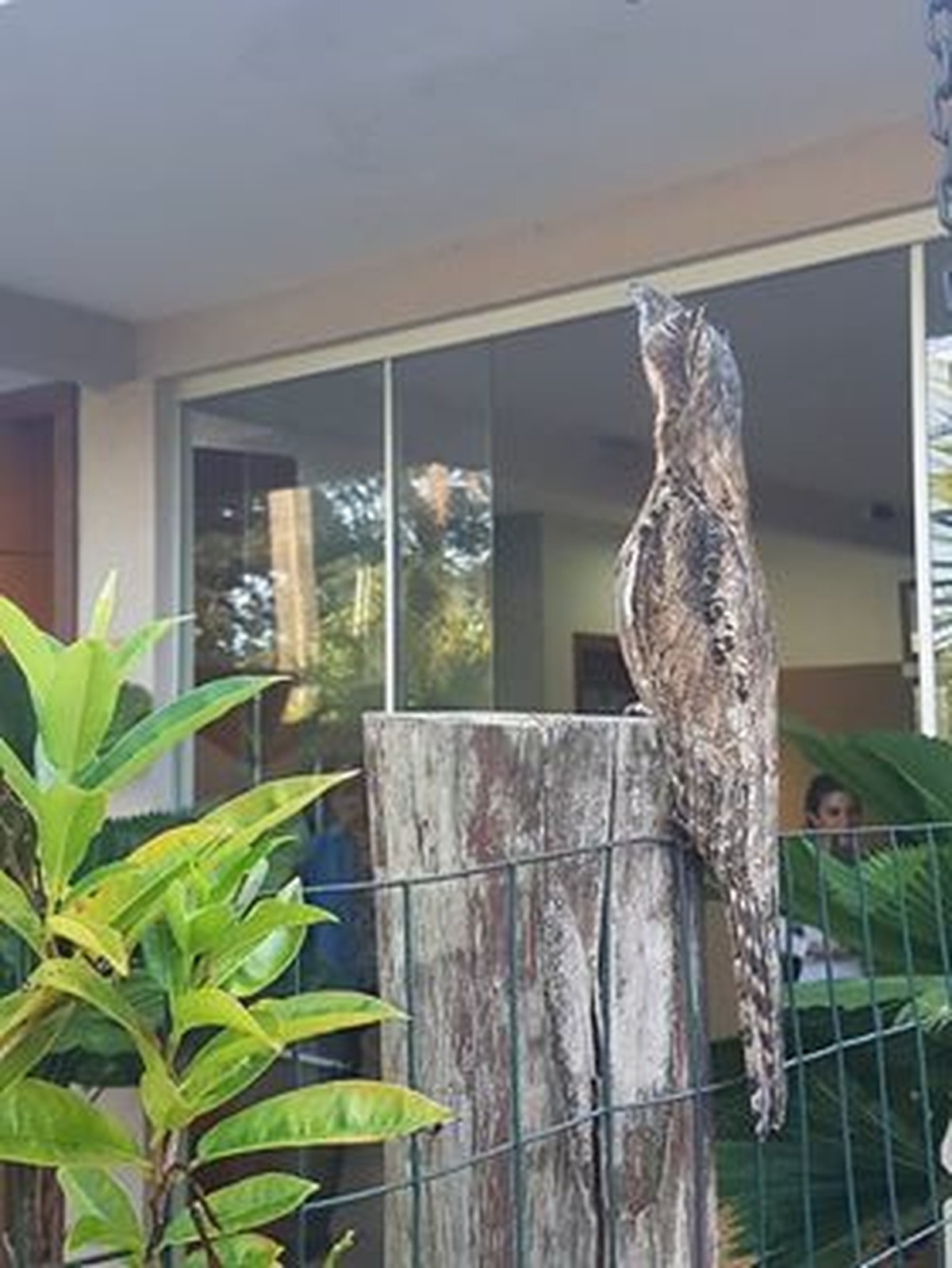 Deus Me Livre Passaro Rodeado De Mitos Urutau E Visto De Dia Em Jardim De Campo Grande Mato Grosso Do Sul G1 Terra dos pássaros, empresa especializada em produtos e acessórios para criação e manutenção de pássaros. passaro rodeado de mitos urutau e