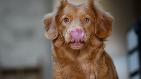 Os cães usam a boca e a língua para 'enxergar' o mundo e se comunicar; entenda como!