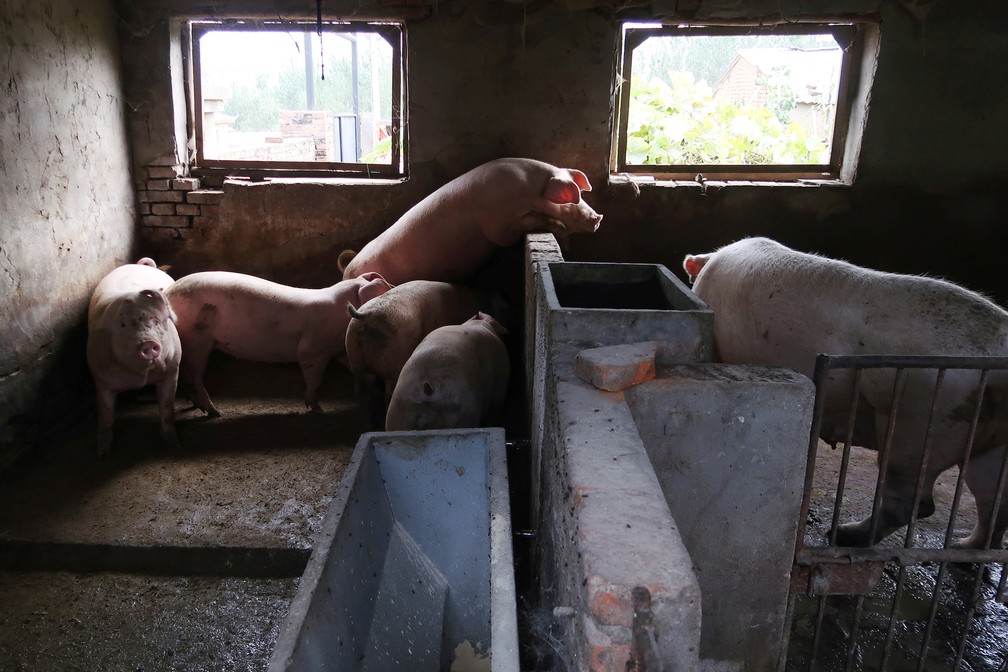 Novo vírus com 'potencial pandêmico' achado em porcos na China tem elo com H1N1 que causou mortes em 2009