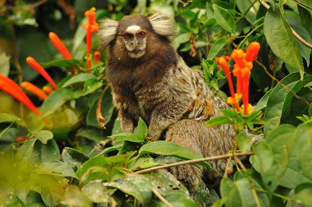 Sagui - Espécie de Macaco - Animais - InfoEscola