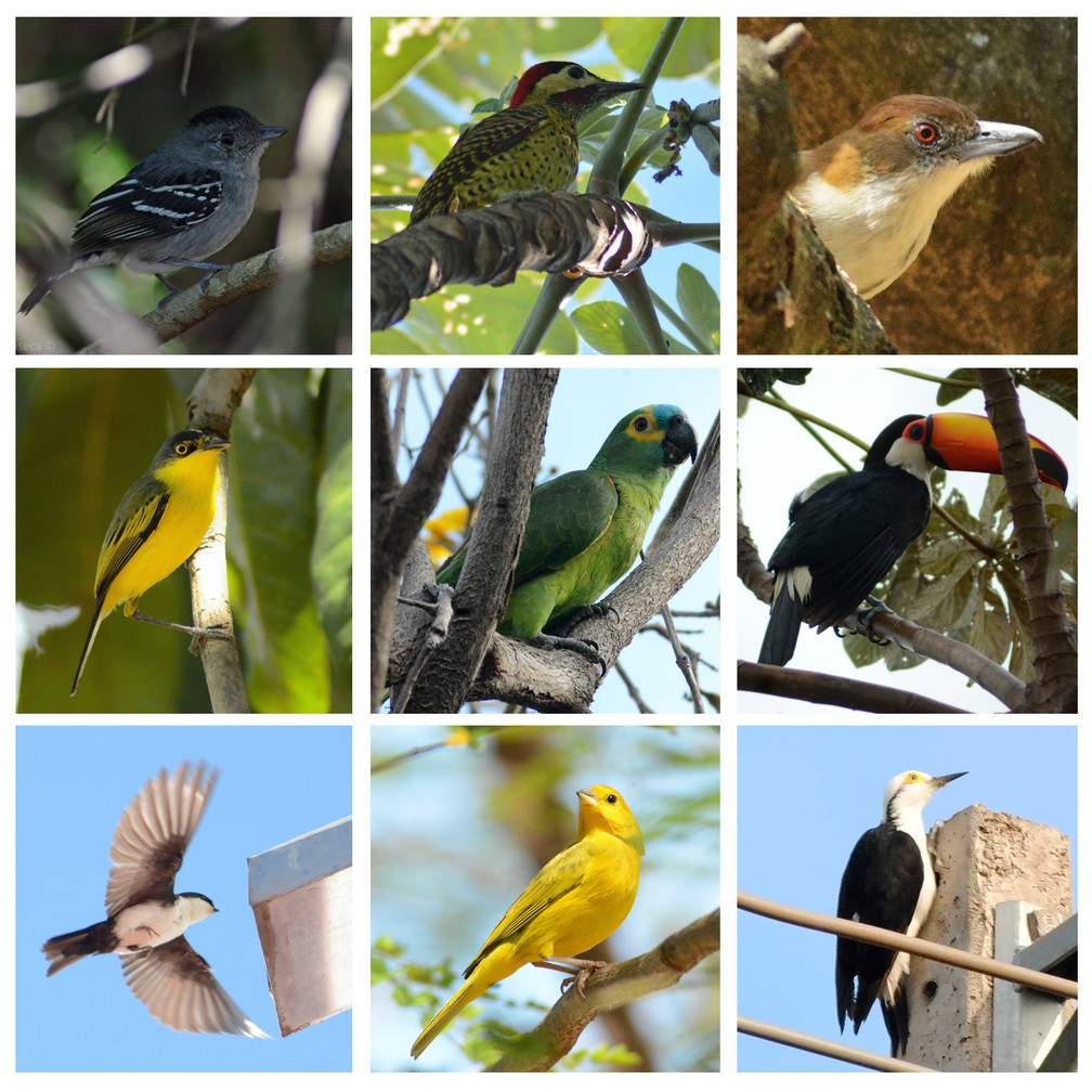 Levantamento identificou a existência de quase 150 espécies de aves em Presidente Prudente — Foto: Fotos: Stephanie Fonseca/G1