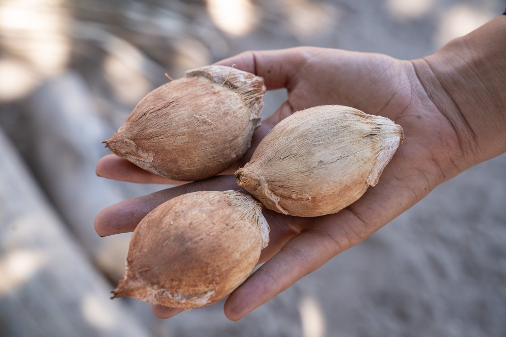 Coco indaiá, espécie típica do Cerrado, usado para fazer o óleo por mulheres kalungas — Foto: Fábio Tito/G1