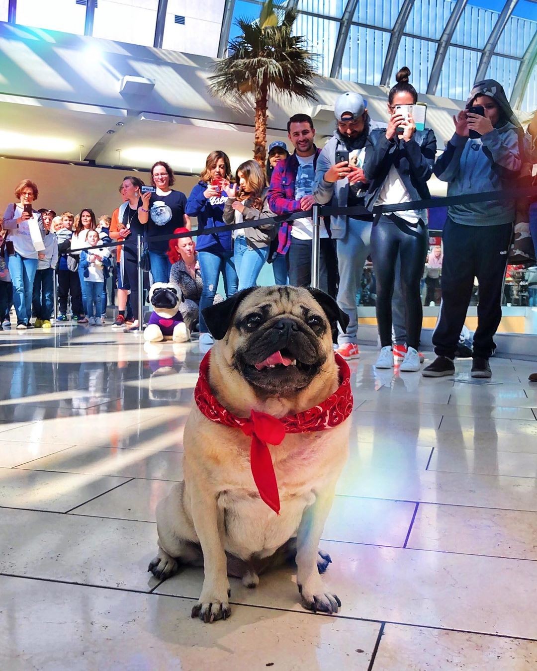 O pug Doug tem mais de 4 milhões de seguidores no Instagram – é um dos pets mais famosos da internet (Foto: Reprodução / Instagram)