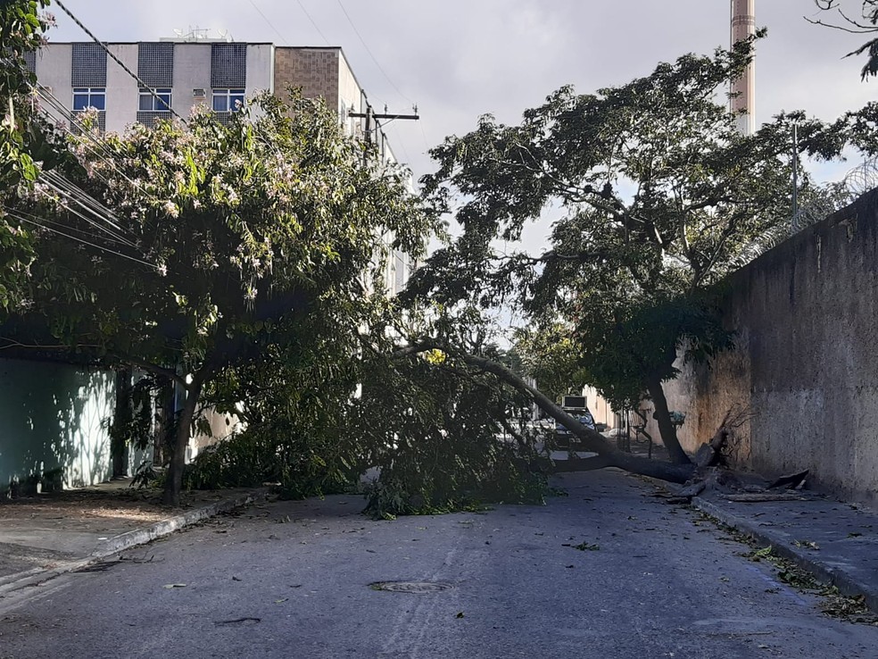 Cabo Frio registrou quedas de árvores no vendaval desta quinta-feira (19) — Foto: Reprodução redes sociais