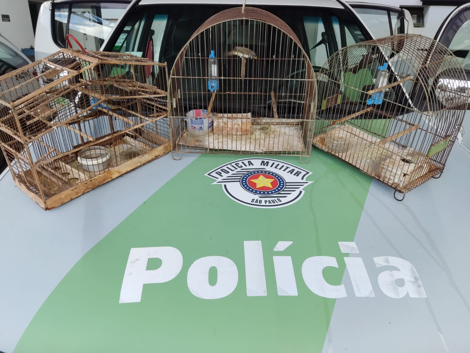 Fiscalização resgata do cativeiro e solta na natureza aves mantidas irregularmente em residência em Presidente Prudente