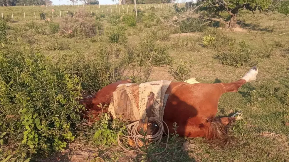 Cavalo foi encontrado sem vida junto com o trabalhador rural  — Foto: Jardim MS News/ Reprodução 