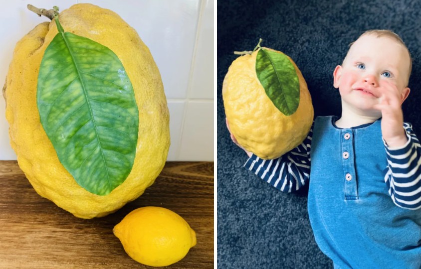 O limão é maior que a cabeça do bebê de Tammy (Foto: Reprodução/The Sun)
