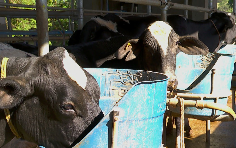 Vacas se alimentam com ração em fazenda da região de Ribeirão Preto — Foto: Reprodução/EPTV
