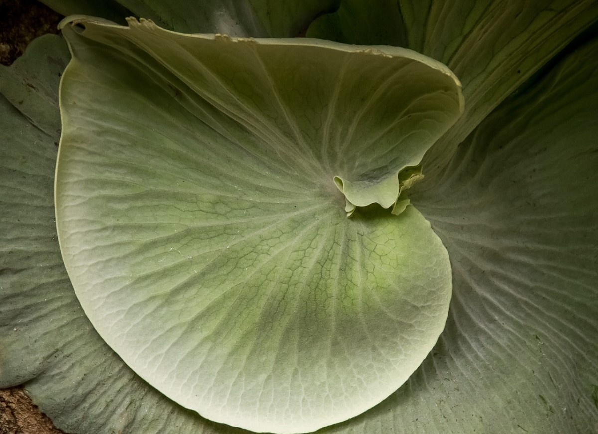  Folhas estéreis da chifre-de-veado (Foto: Pixabay / sandid / CreativeCommons)