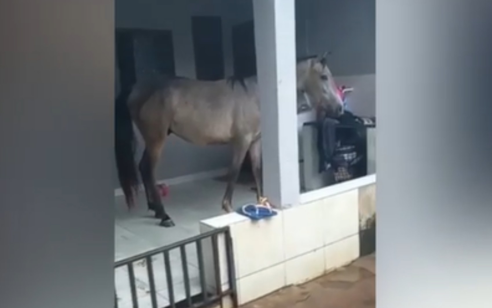 Morador se surpreende ao encontrar cavalo e potro no quintal de casa em Goiânia; vídeo