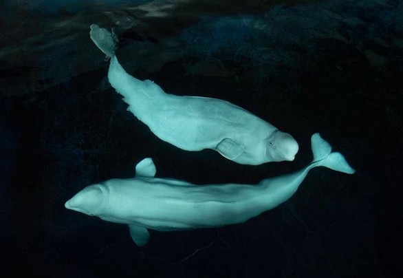 Há como fazer santuários onde orcas e belugas possam se retirar do