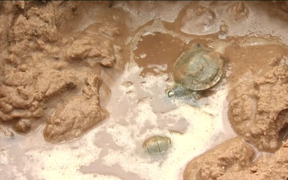 Filhotes de tartarugas morrem após ninhos ficarem alagados (Foto: TV Anhanguera/ Reprodução)