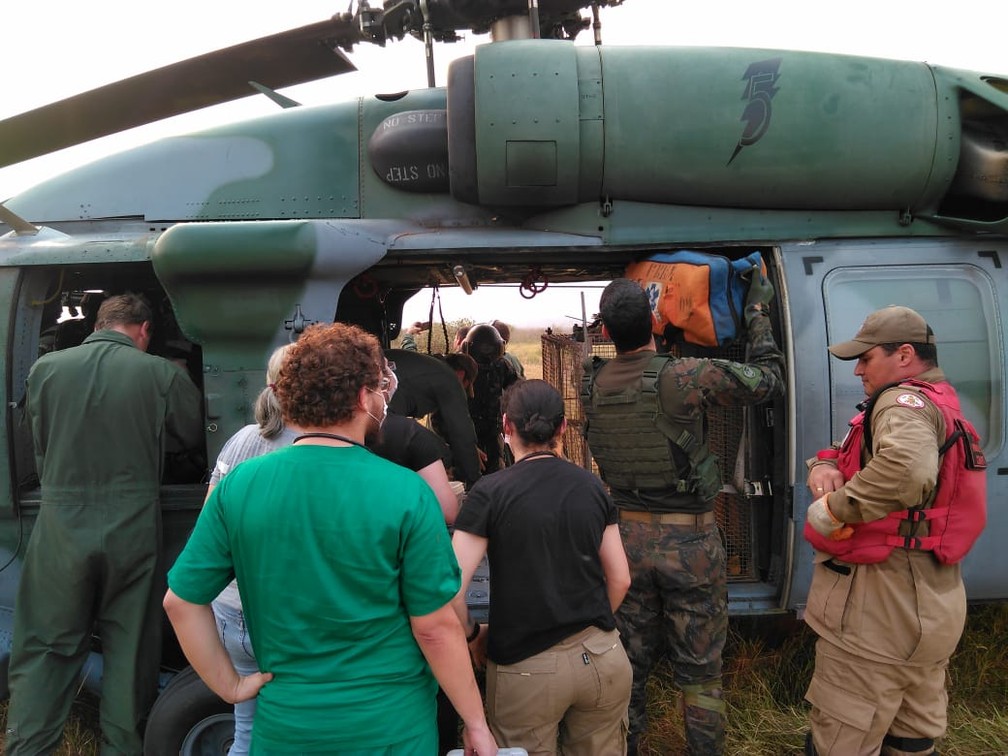 Onça-pintada foi levada para Cuiabá de avião e monitorada por equipes de resgate — Foto: Corpo de Bombeiros