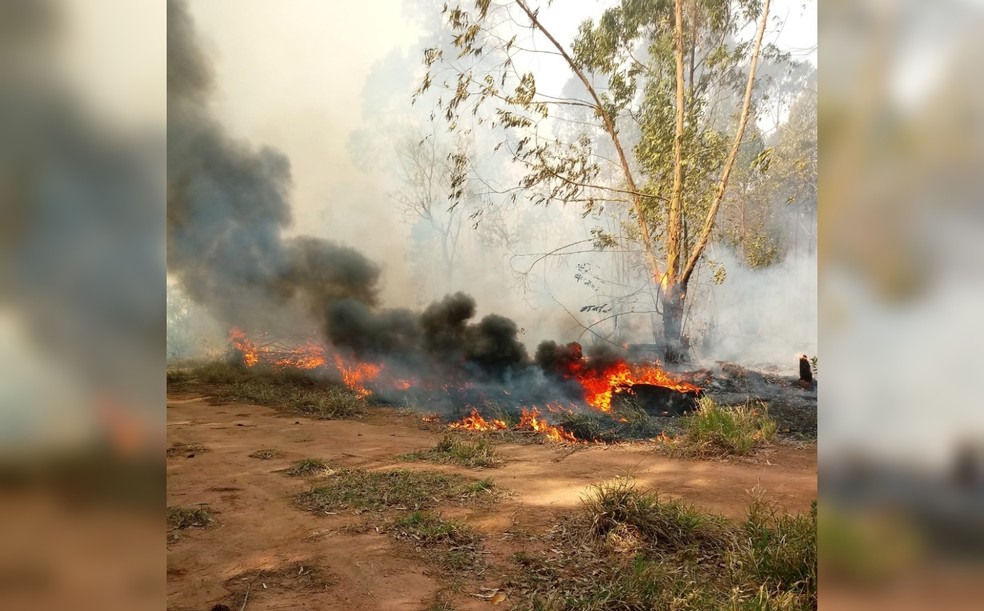 Chamas voltam a atingir plantação de eucaliptos em Sarapuí  — Foto: Prefeitura de Sarapuí/ Divulgação 
