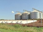 Agricultores de MS seguram venda do milho e sofrem para estocar